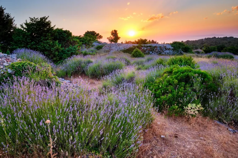 Lavender field on Hvar island at sunset, Croatia