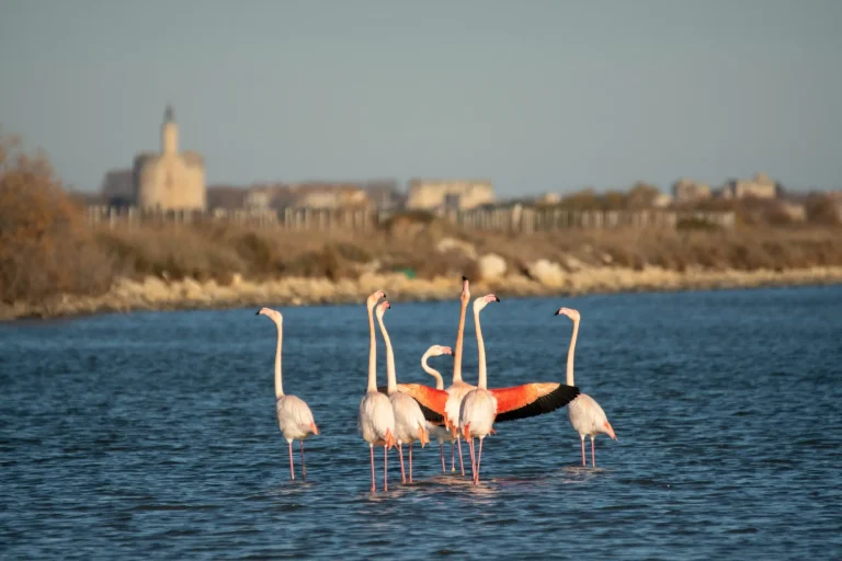Flamingo vor Aigues-mortes / Camargue im Winter