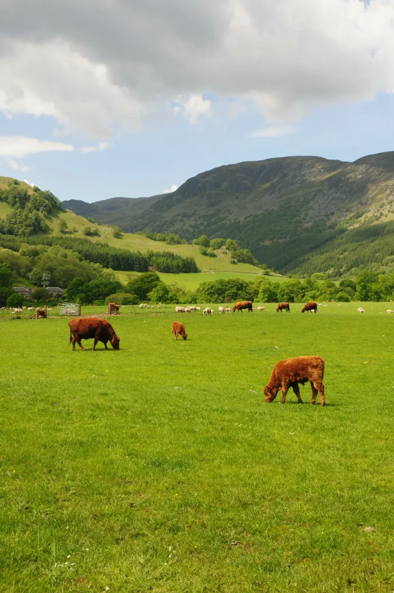 Cattle in fields near Fortingall